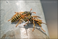 directory_images/Wirbellose Tiere Spreewald/03a andere Insekten a-l/Faltenwespen/Feldwespe-Zierliche-1c_Polistes-bischoffi.jpg